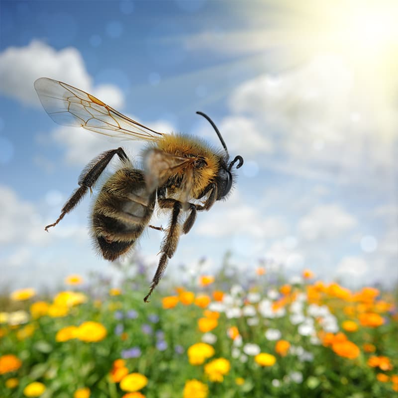 https://www.honeysource.com/wp-content/uploads/2021/05/bee-in-flight.jpg