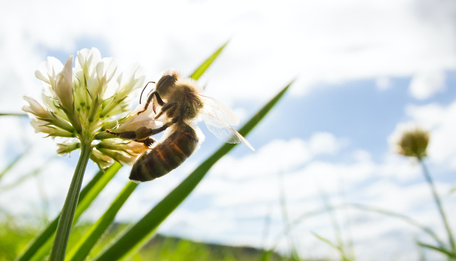 https://www.honeysource.com/wp-content/uploads/2021/05/bee-on-clover.jpg