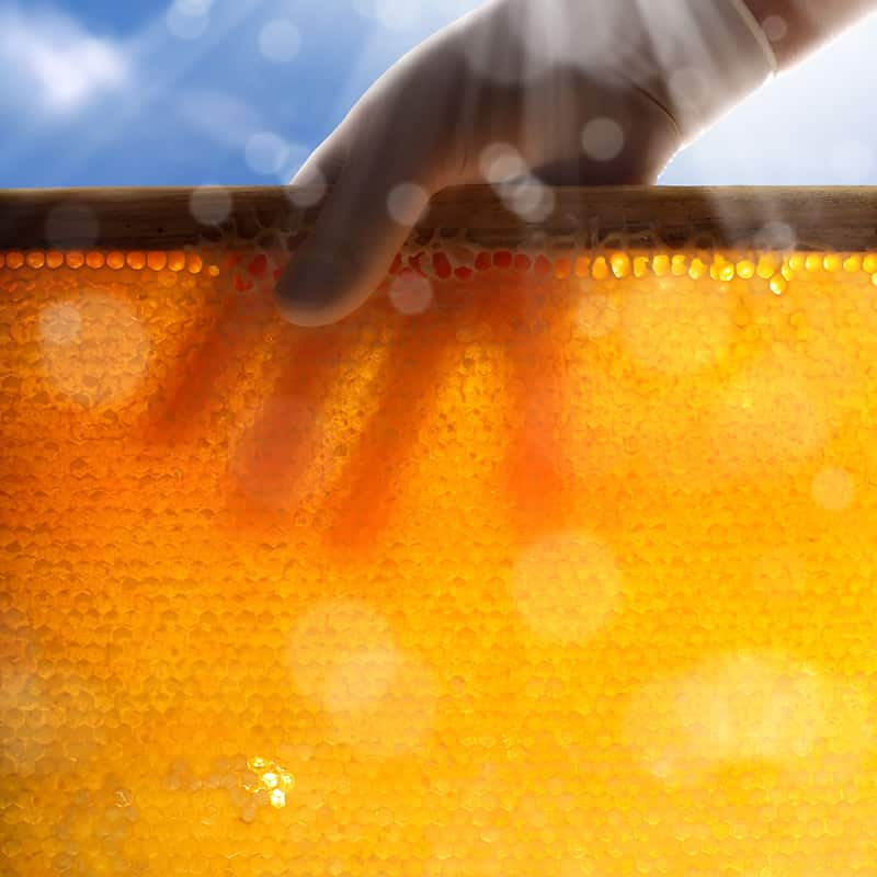 https://www.honeysource.com/wp-content/uploads/2021/05/frame-honey-2.jpg