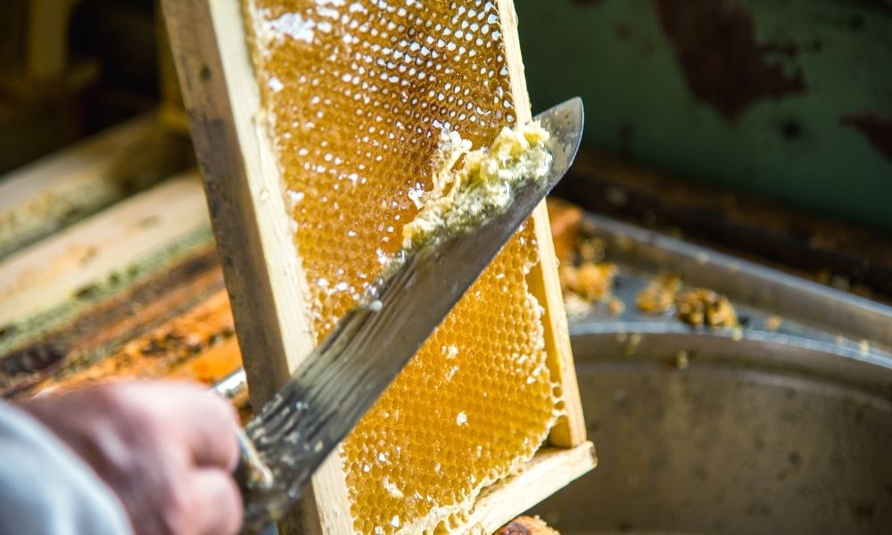 Important Questions To Ask Your Raw Honey Wholesaler