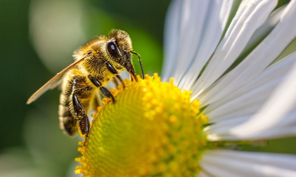 3 Top Reasons Why Bees Are Important to Our Environment