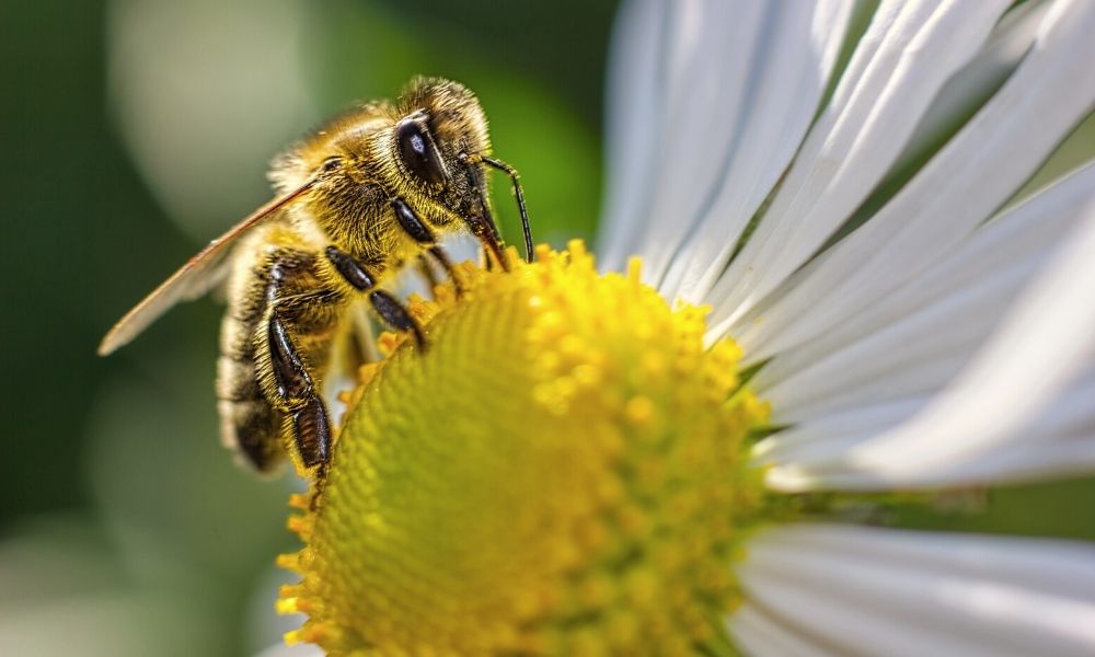 3 Plants That Help Honey Production: Which Are the Best?