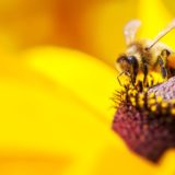 Does Climate Change Affect the Honey Bee Population?