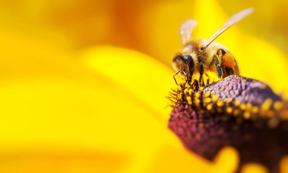 Does Climate Change Affect the Honey Bee Population?