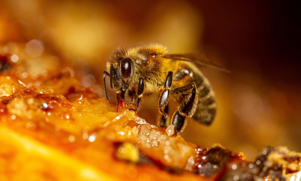 5 Reasons the World Needs Honey Bees To Survive