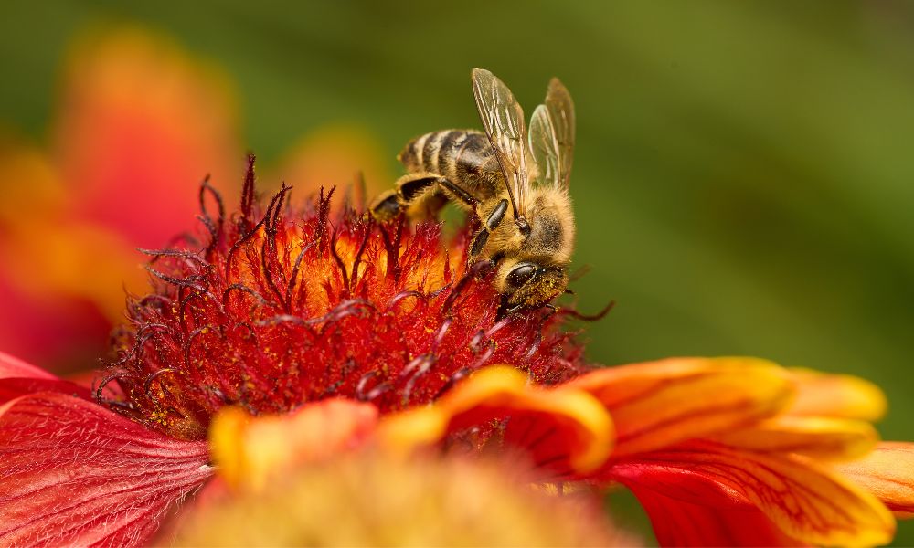 What Is the Impact of Pesticides on Honey Bees?