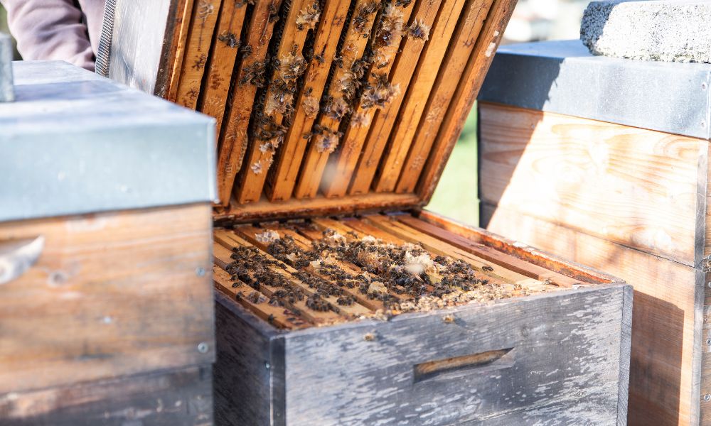How Recent Supply Chain Issues Affect Honey Production