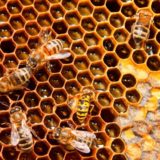 5 Interesting Facts About Honeybees and Beehives