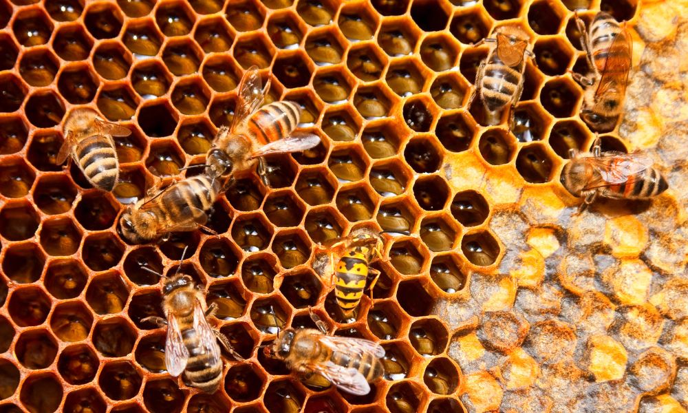 5 Interesting Facts About Honeybees and Beehives