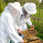 two beekeepers maintaining beehive to ensure health of the bee colony or honey harvest