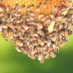 swarm of bees on honeycomb in apiary